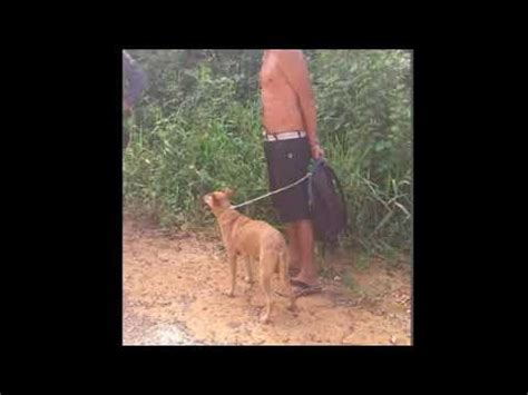 Homem comendo cachorra e goza muito